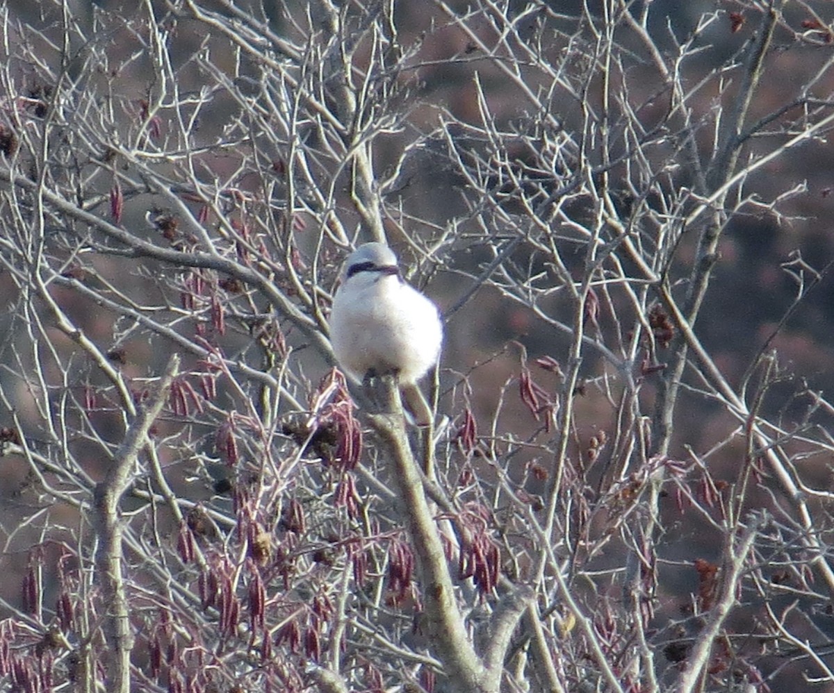 Alcaudón Boreal - ML645470708