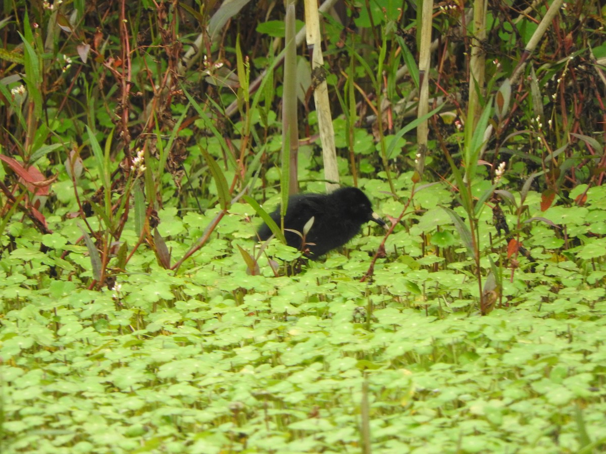 Ecuadorian Rail - ML645470716