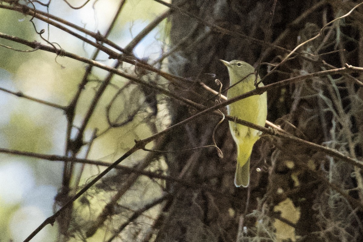 Orange-crowned Warbler - ML645470721