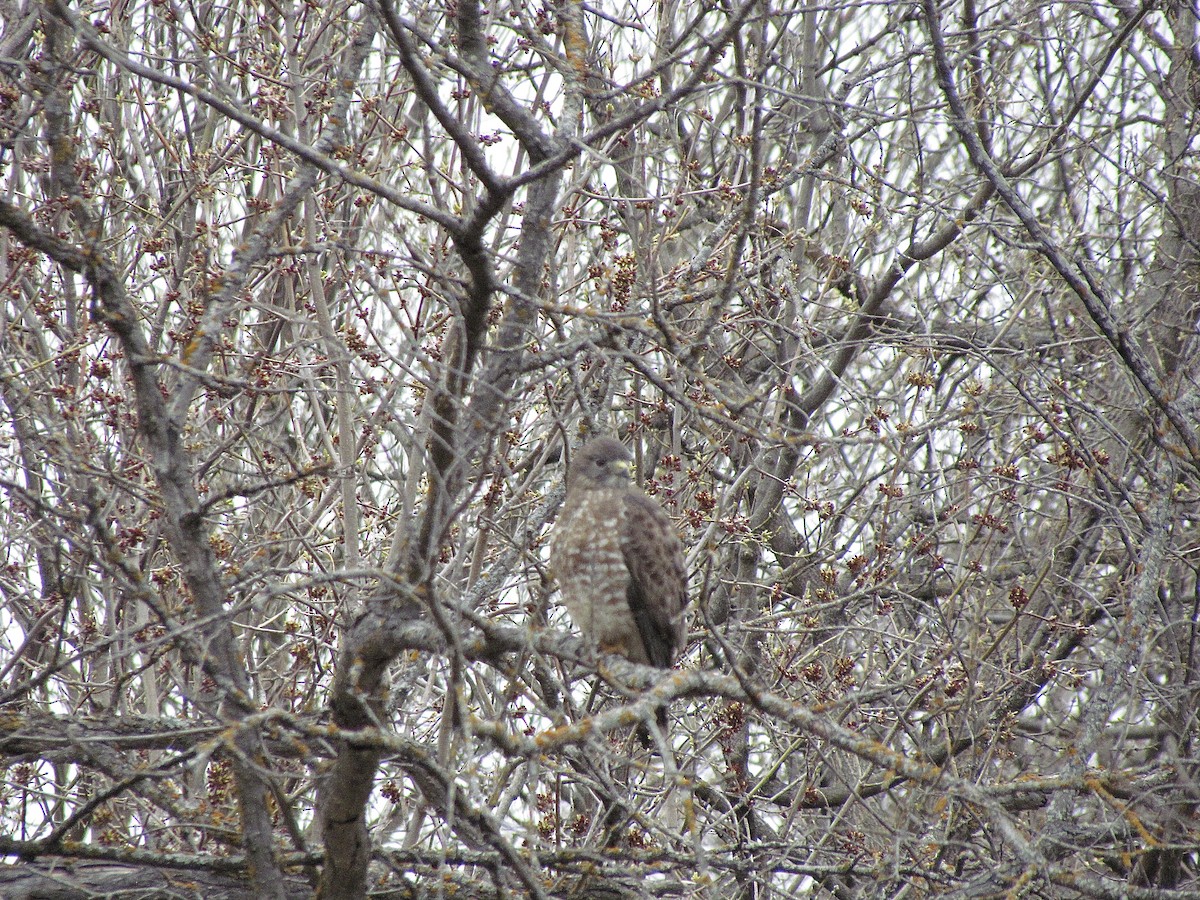 Broad-winged Hawk - ML645470723