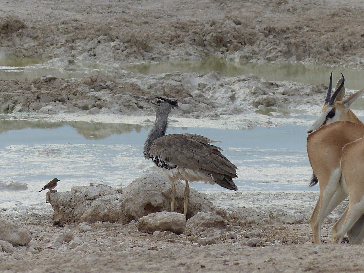 Дрофа-кори - ML645470728