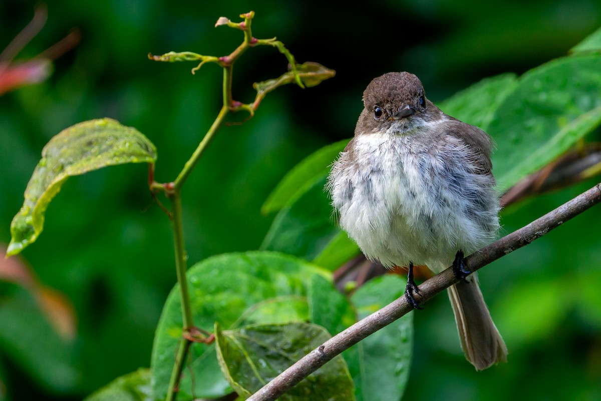 Светлобрюхий фиби - ML645470730