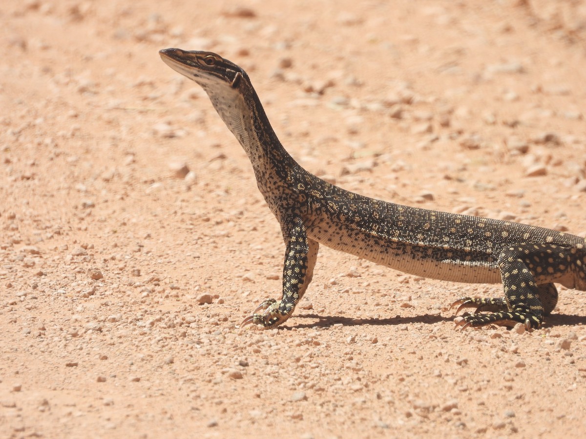 Sand Goanna - ML645470735