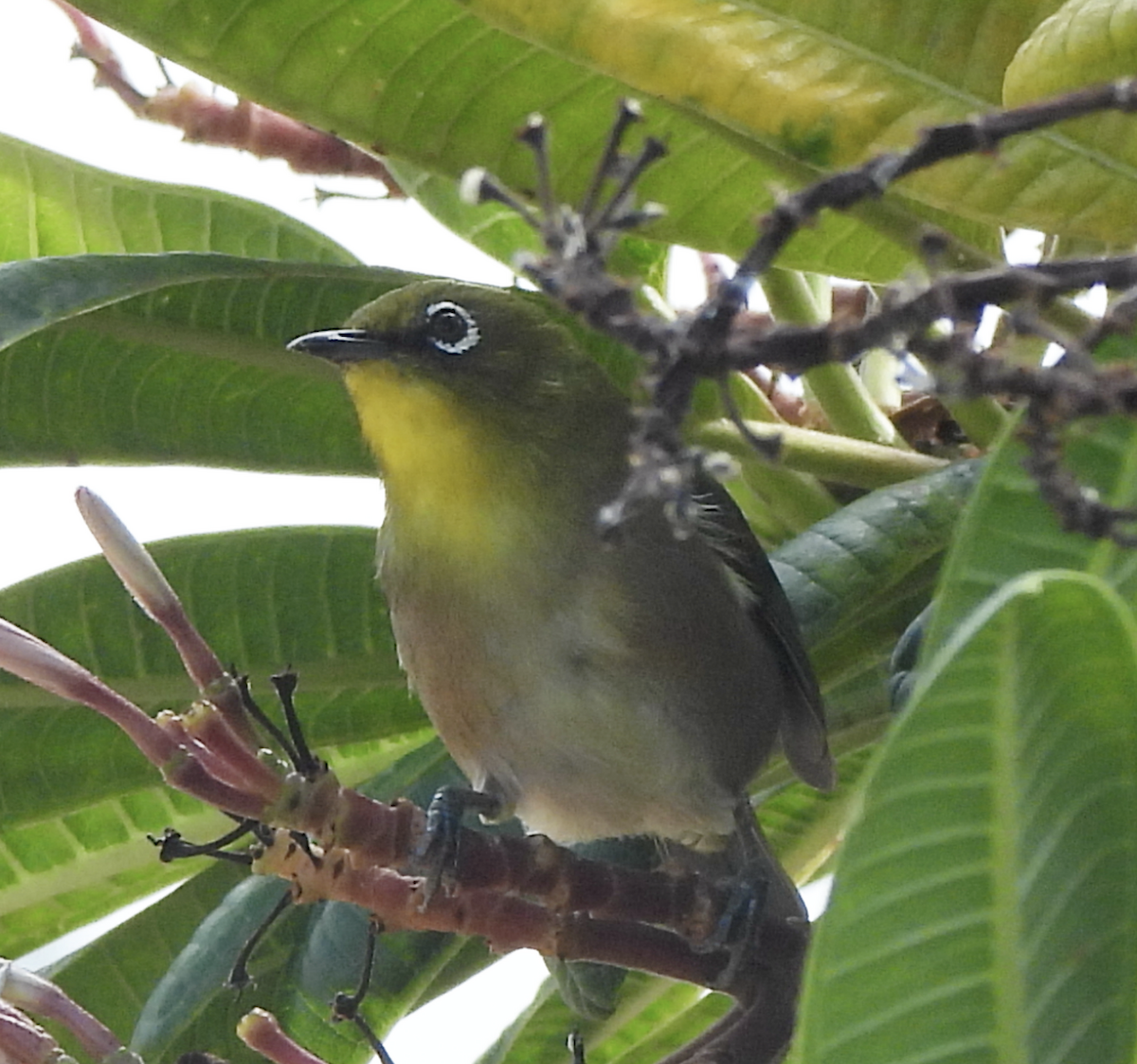 Warbling White-eye - ML645470737