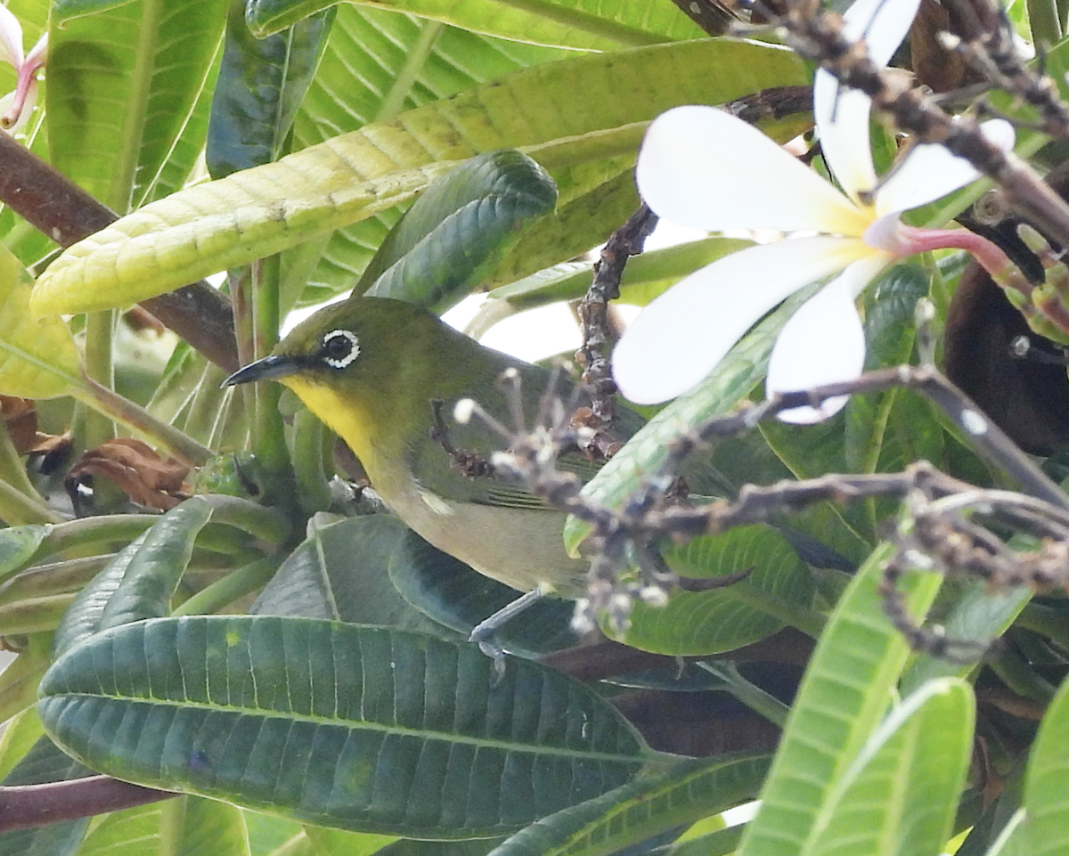 Warbling White-eye - ML645470738