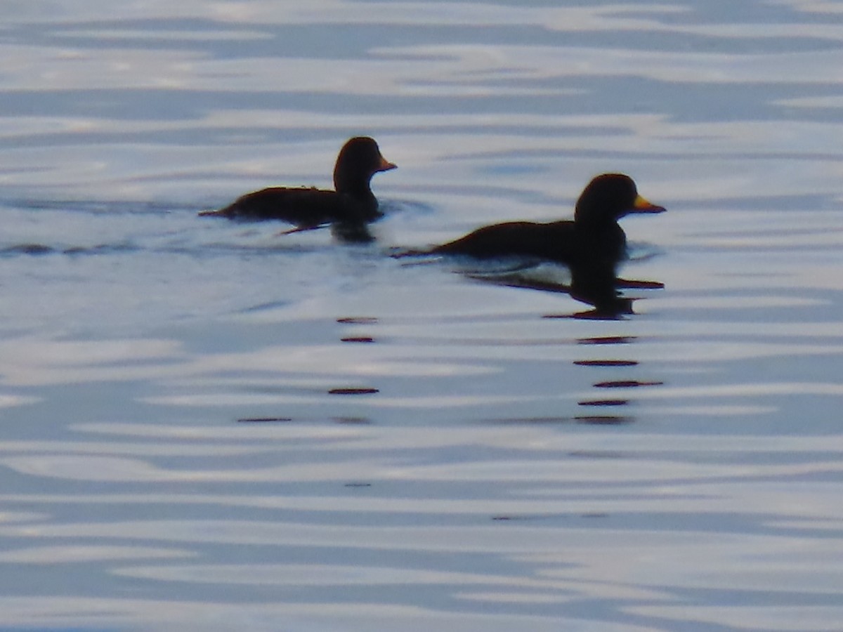Black Scoter - ML645470742