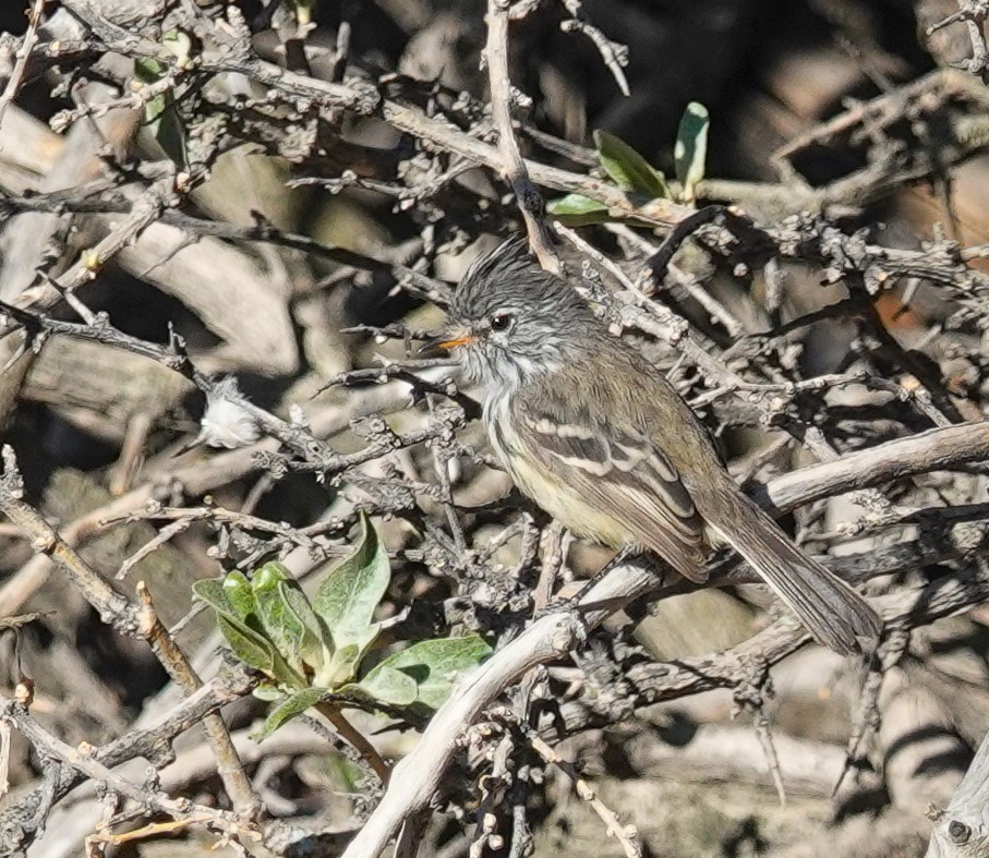 Yellow-billed Tit-Tyrant - ML645470744