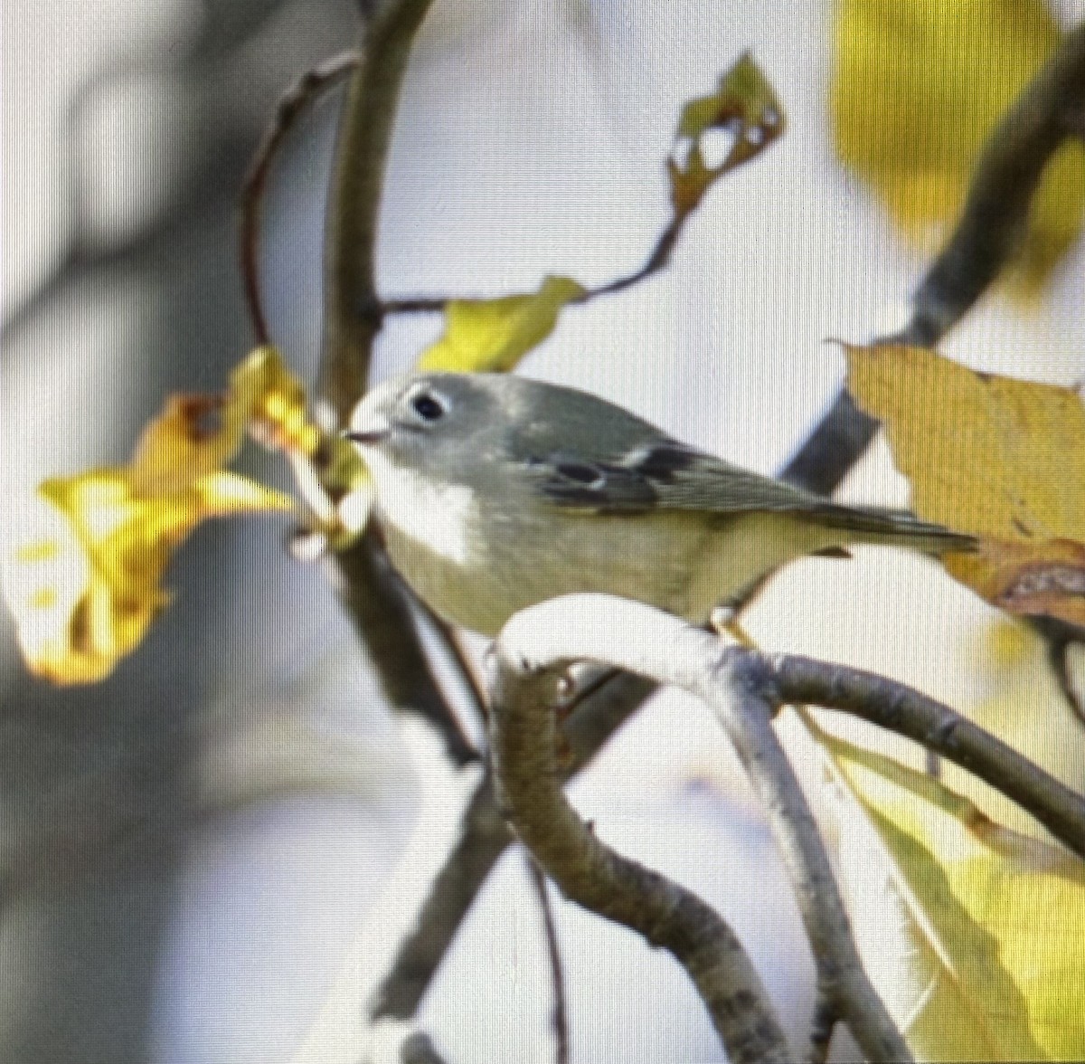 Ruby-crowned Kinglet - ML645470754