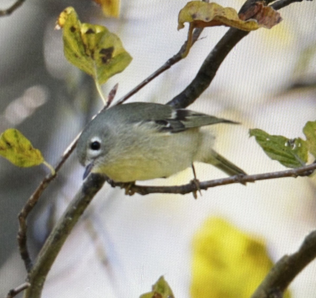 Ruby-crowned Kinglet - ML645470755