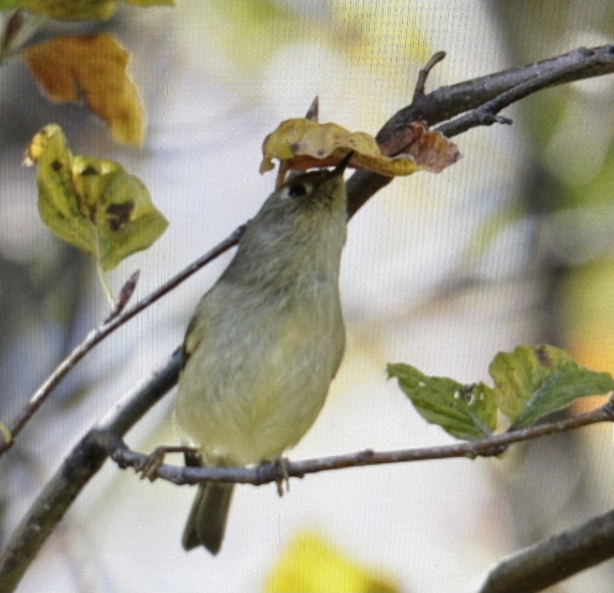 Ruby-crowned Kinglet - ML645470757