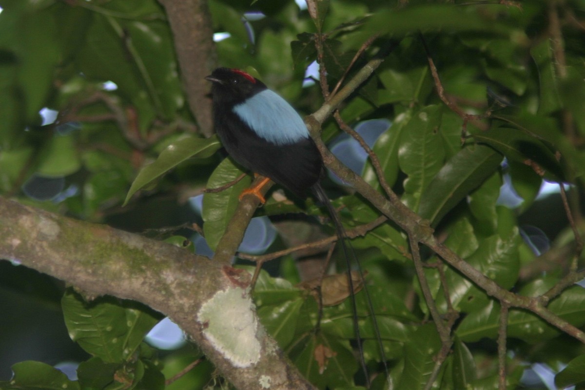 Long-tailed Manakin - ML645470761