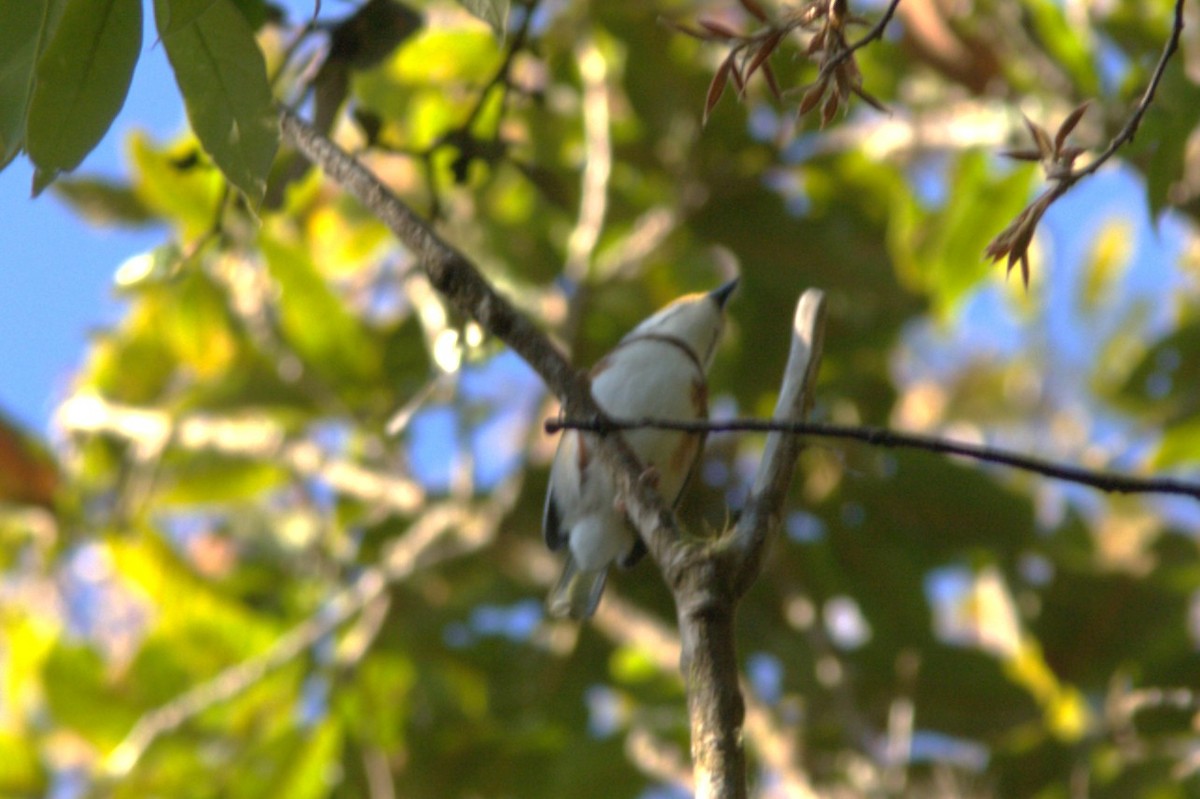 Chestnut-sided Shrike-Vireo - ML645470771