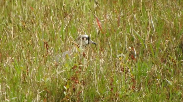 Southern Lapwing - ML645470777