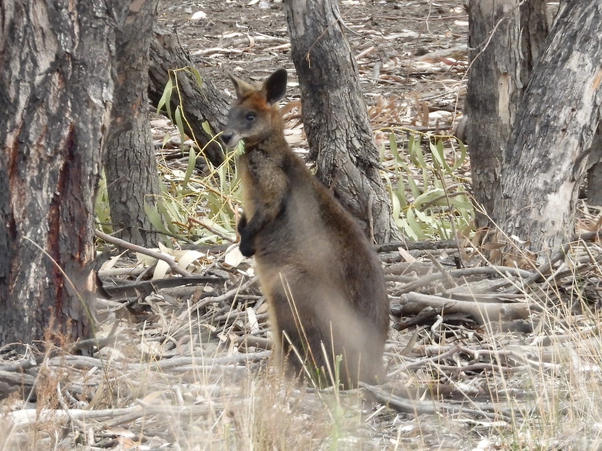 Swamp Wallaby - ML645470779