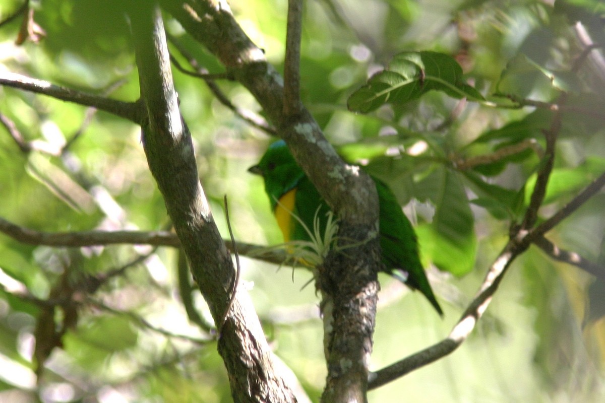 Blue-crowned Chlorophonia - ML645470782