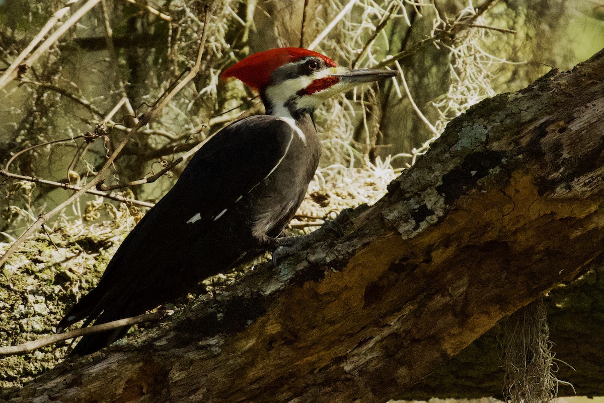 Pileated Woodpecker - ML645470783