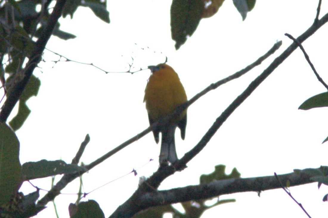 Yellow Grosbeak - ML645470806