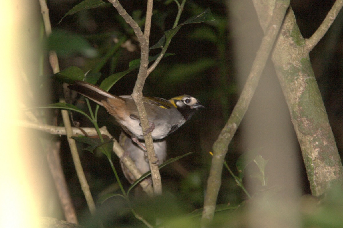 Gray-crowned Ground-Sparrow - ML645470819