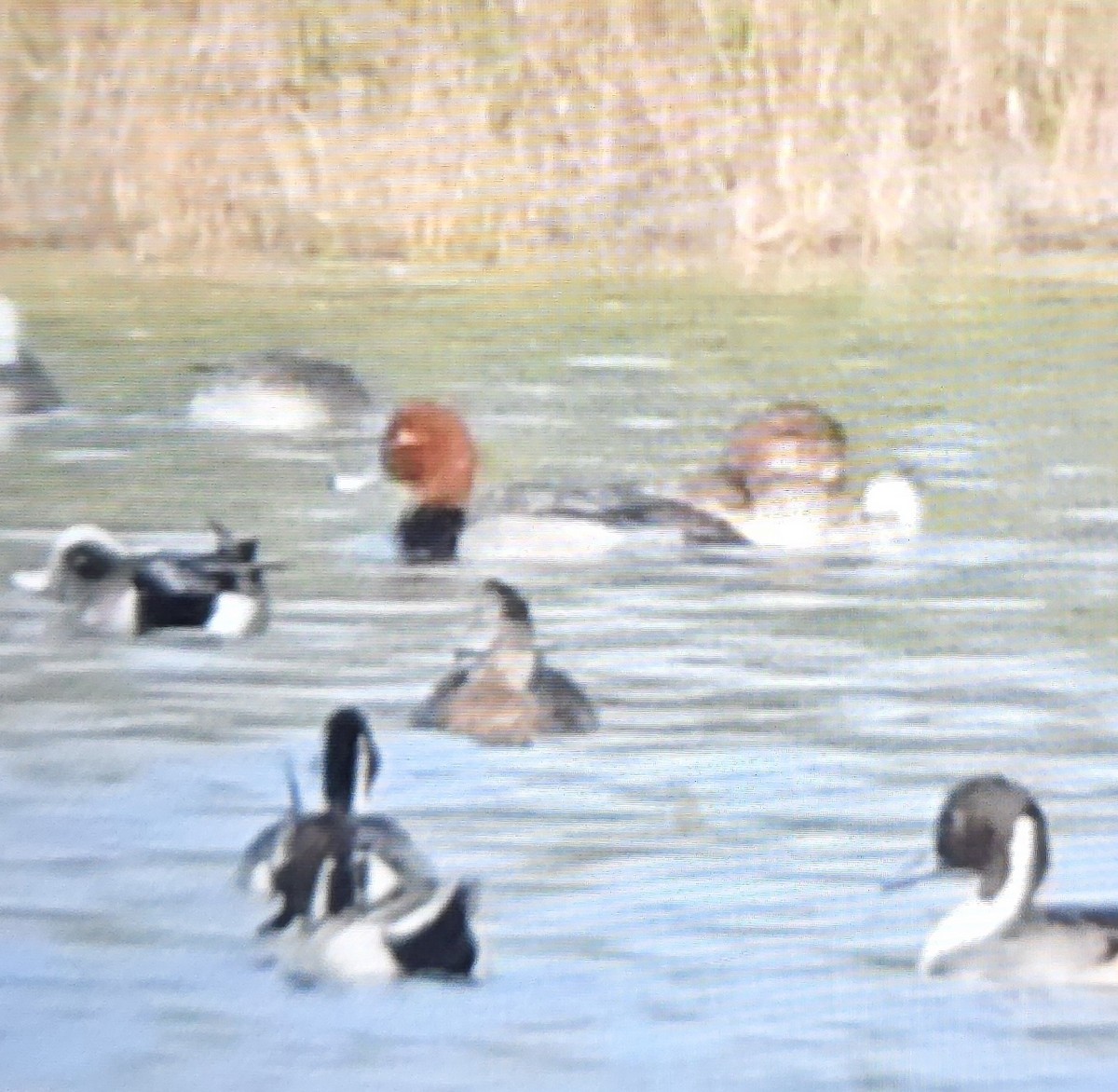 Redhead - ML645470822