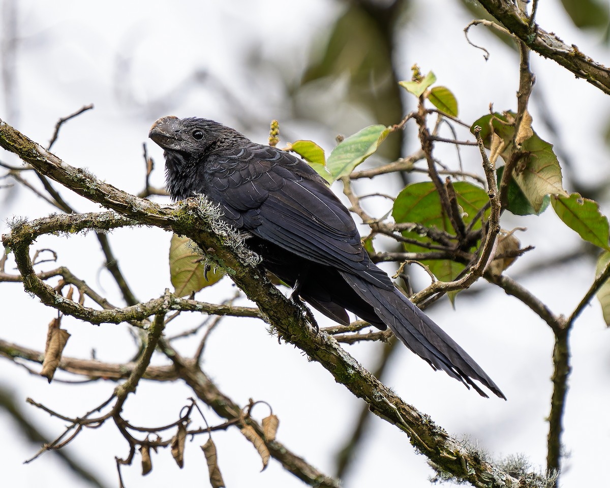 Smooth-billed Ani - ML645470823