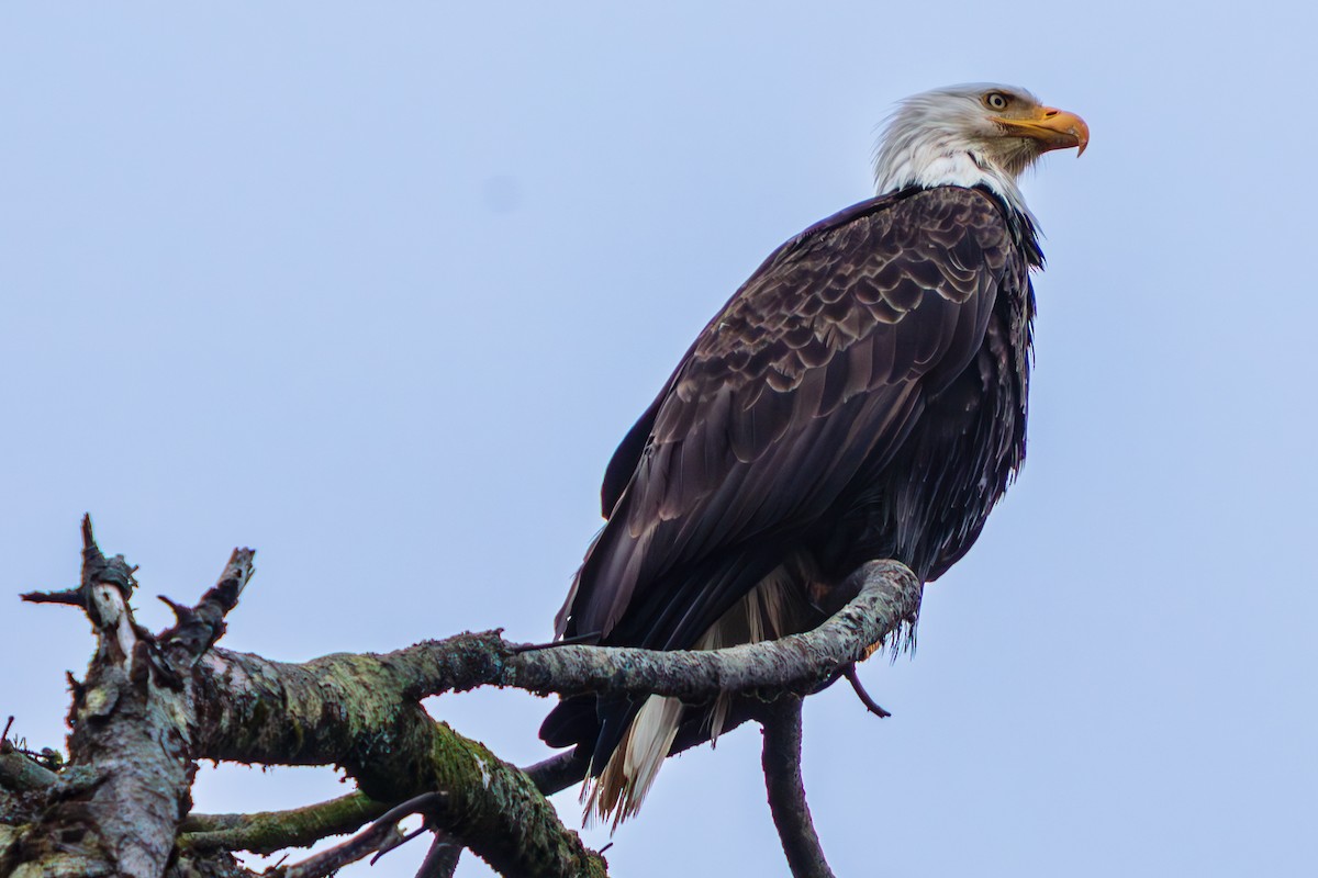 Bald Eagle - ML645470828