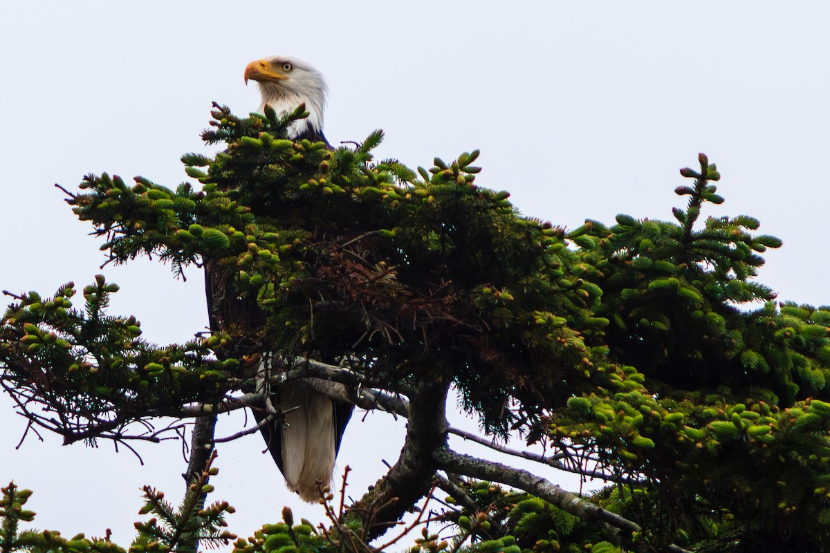 Bald Eagle - ML645470829