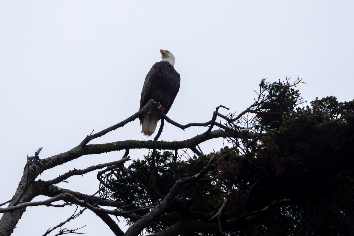 Bald Eagle - ML645470831