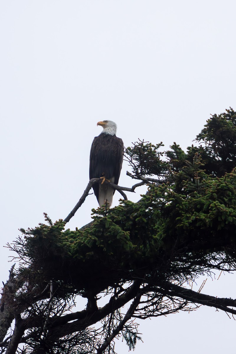 Bald Eagle - ML645470832