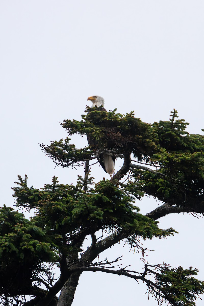 Bald Eagle - ML645470833