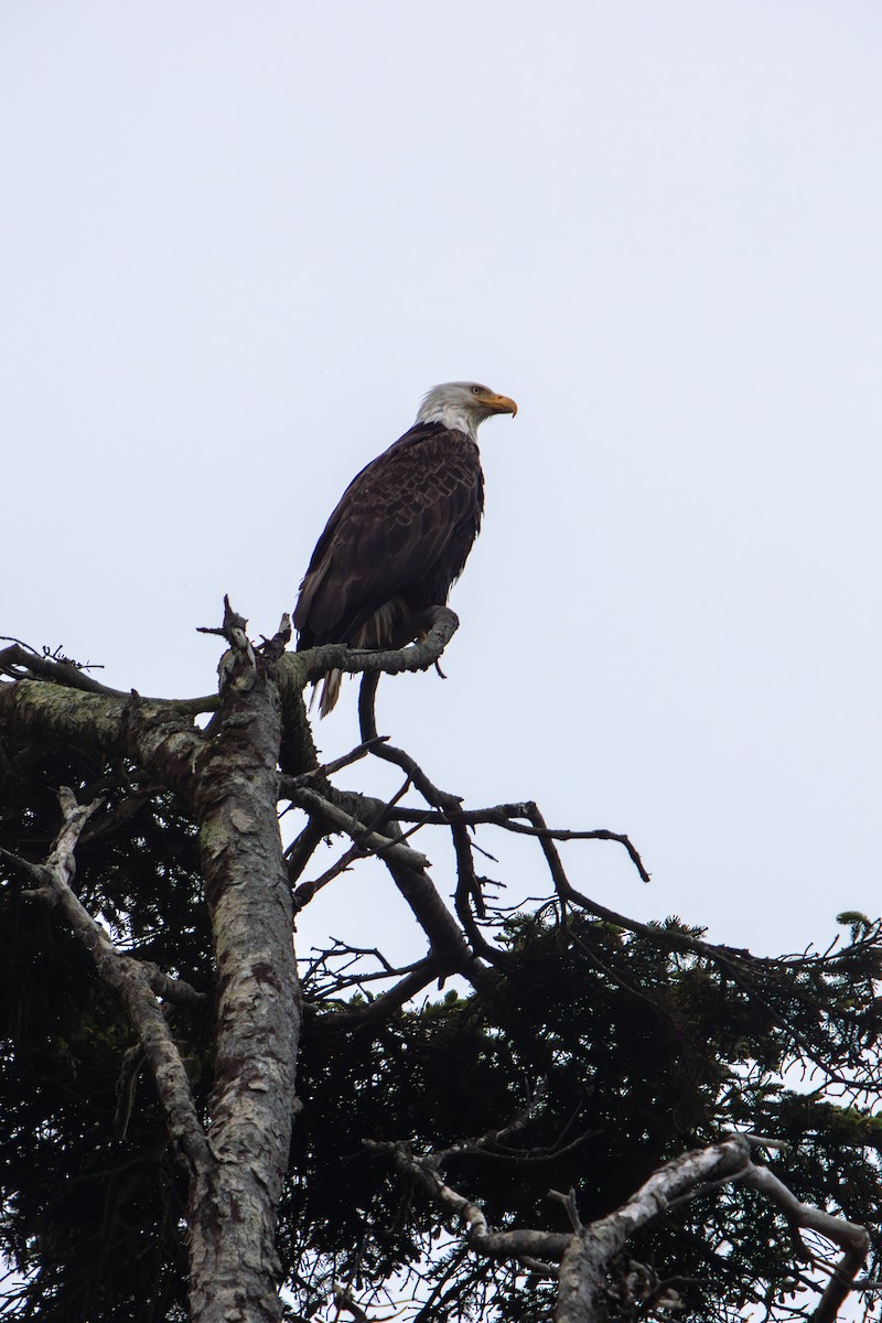 Bald Eagle - ML645470834
