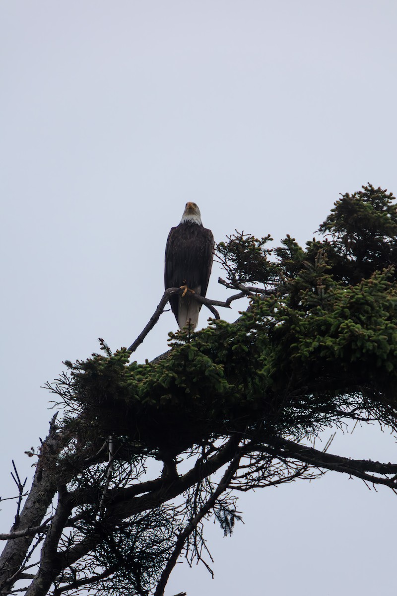 Bald Eagle - ML645470836