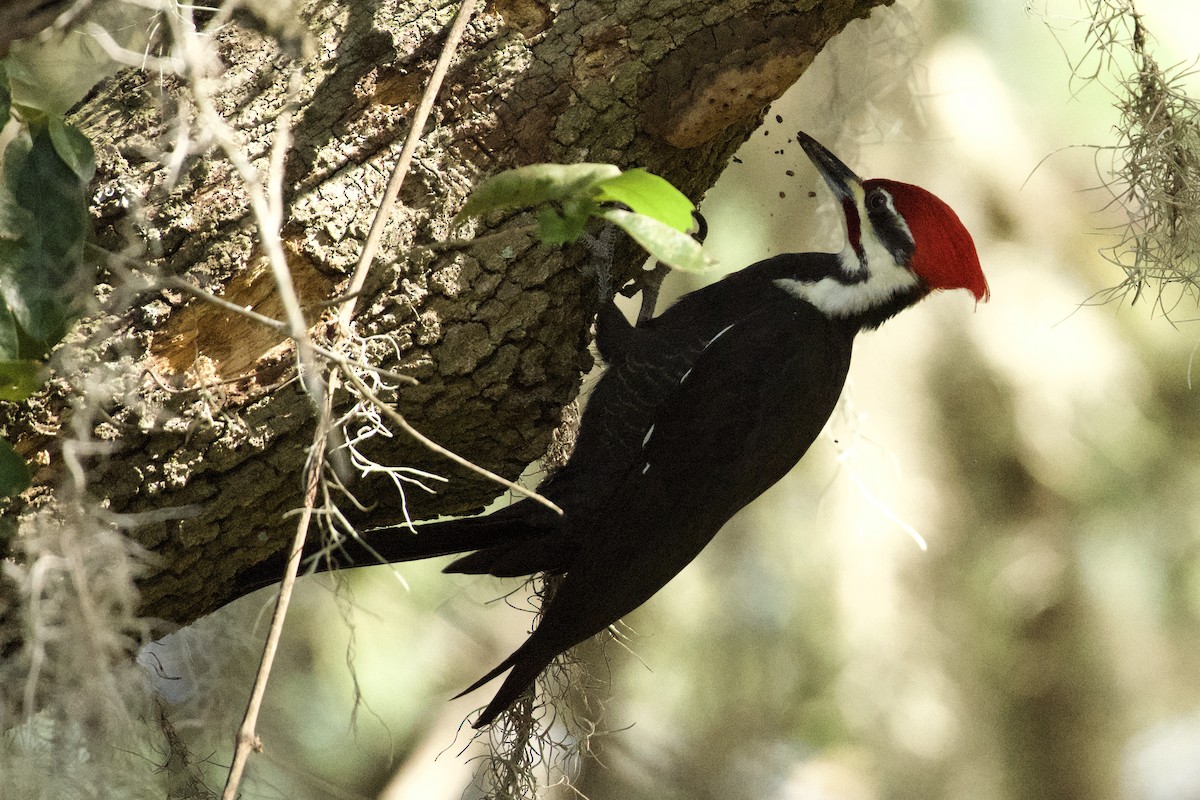 Pileated Woodpecker - ML645470848