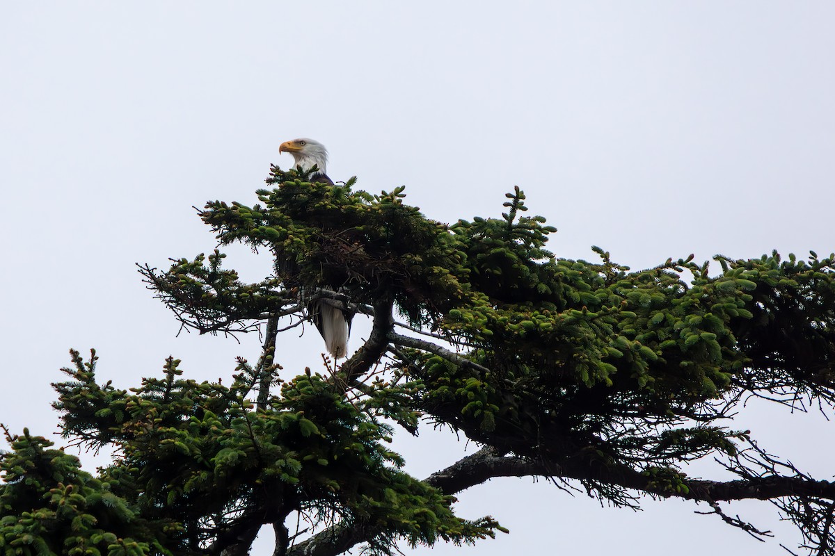 Bald Eagle - ML645470849