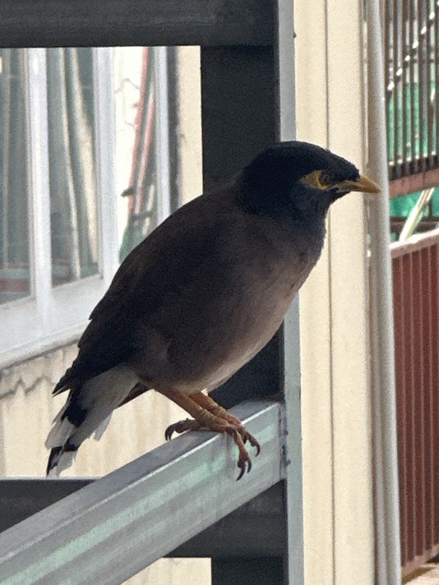 majna obecná - ML645470854