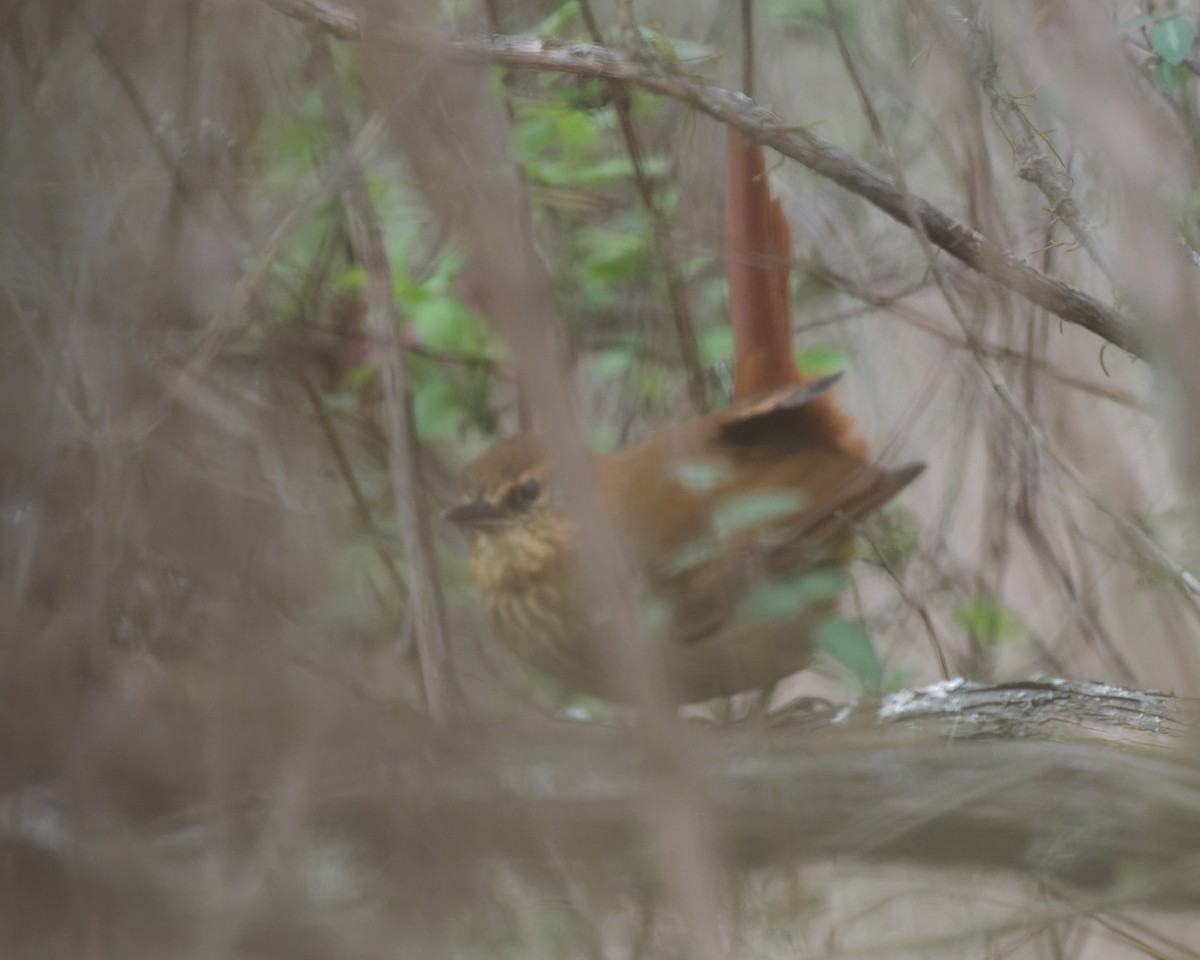 rusthalsløvgransker - ML645470855