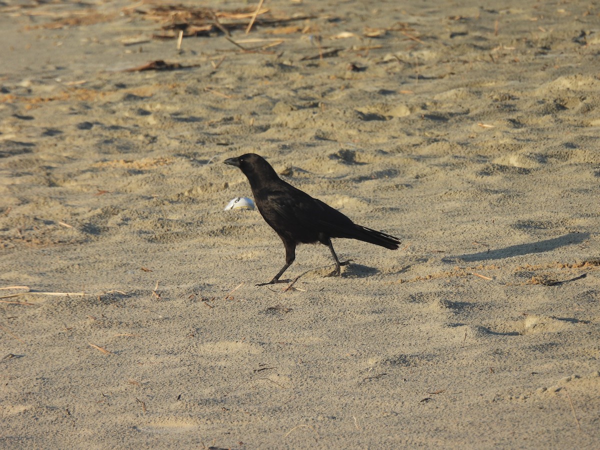 American Crow - ML645470856