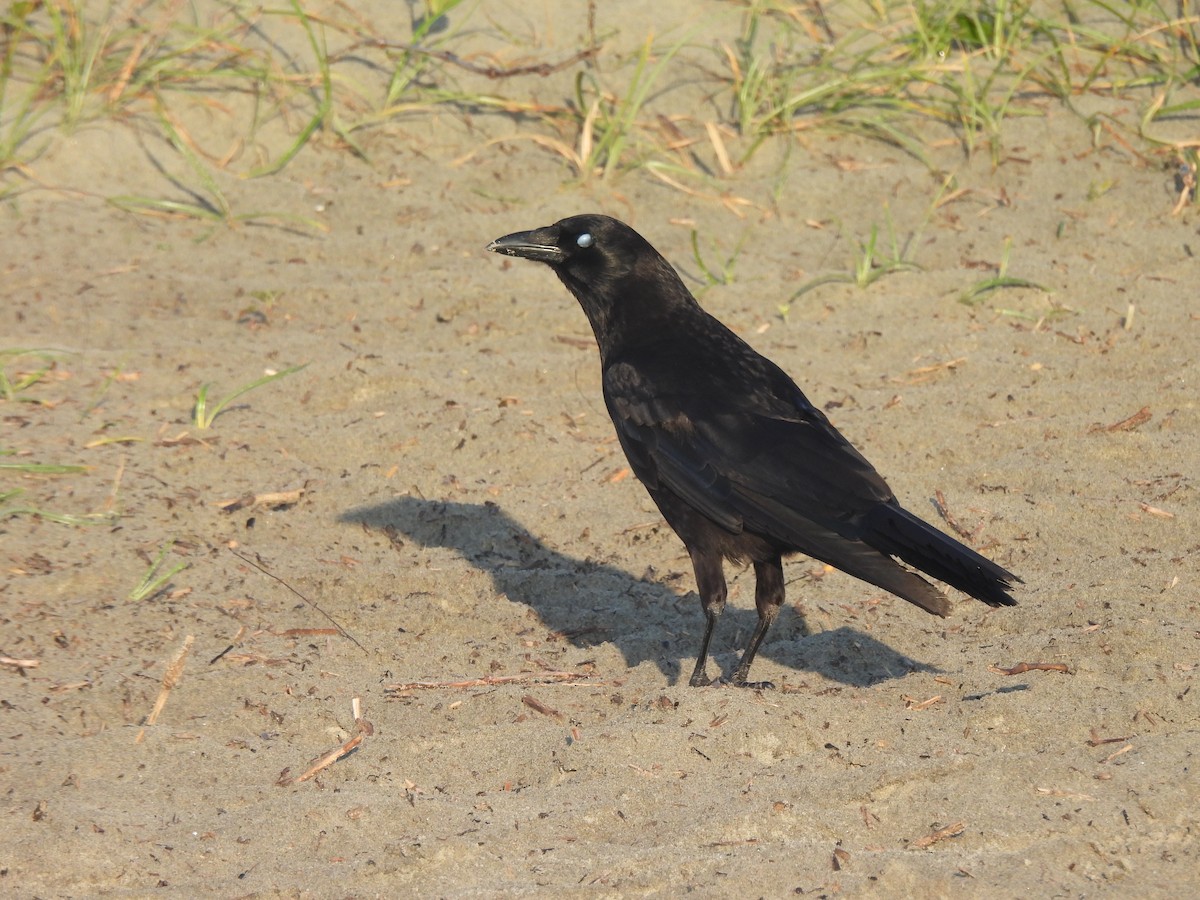 American Crow - ML645470868