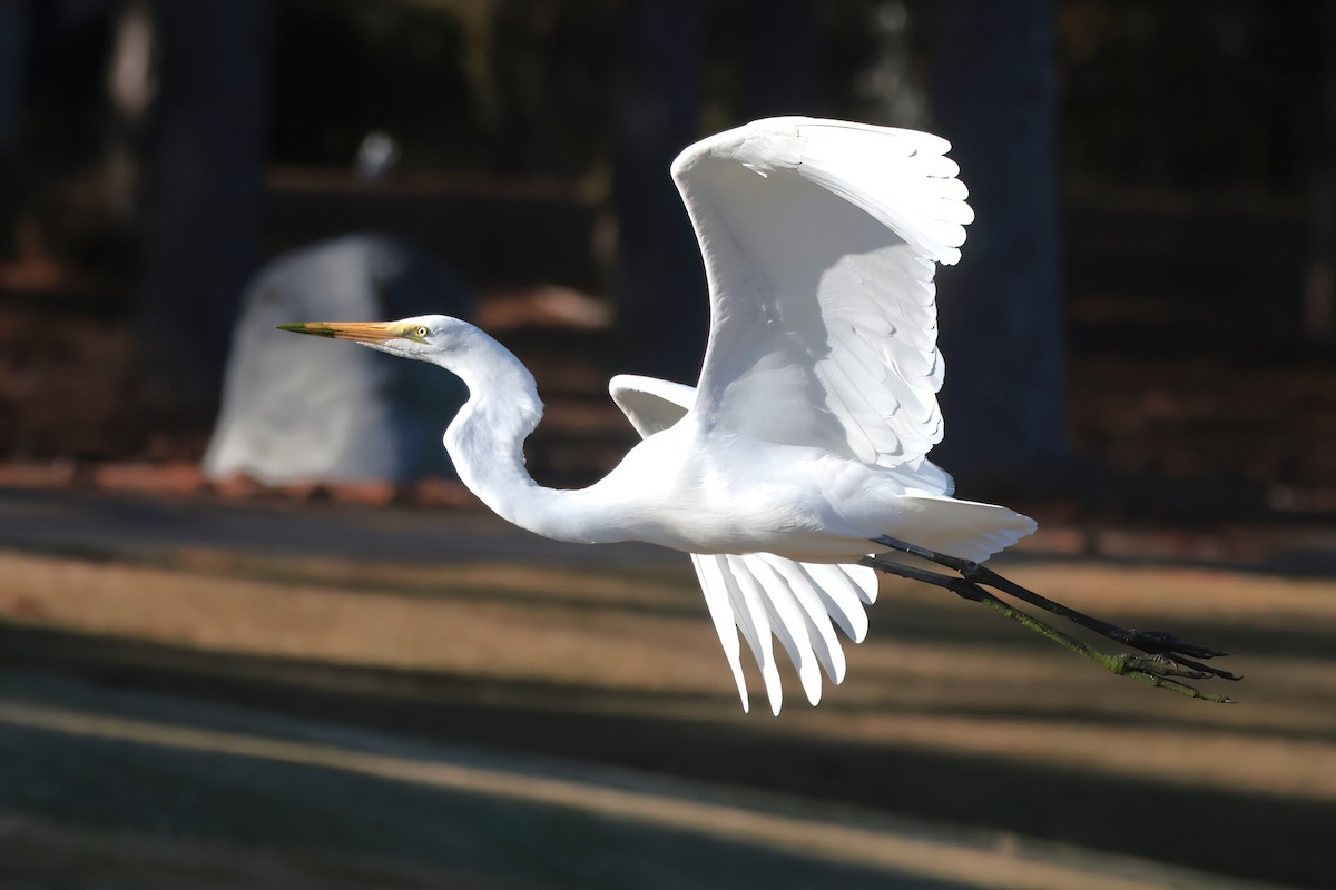 Great Egret - ML645470873