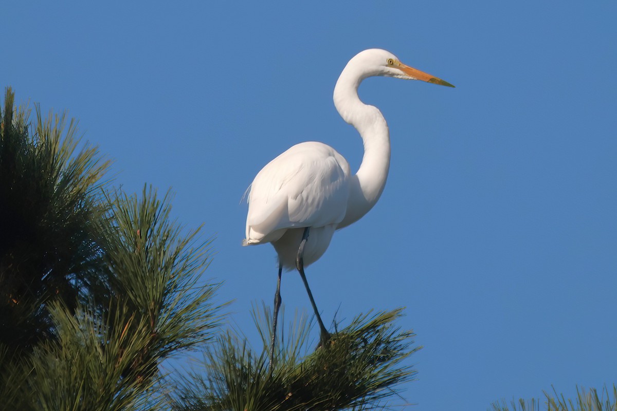 Great Egret - ML645470874