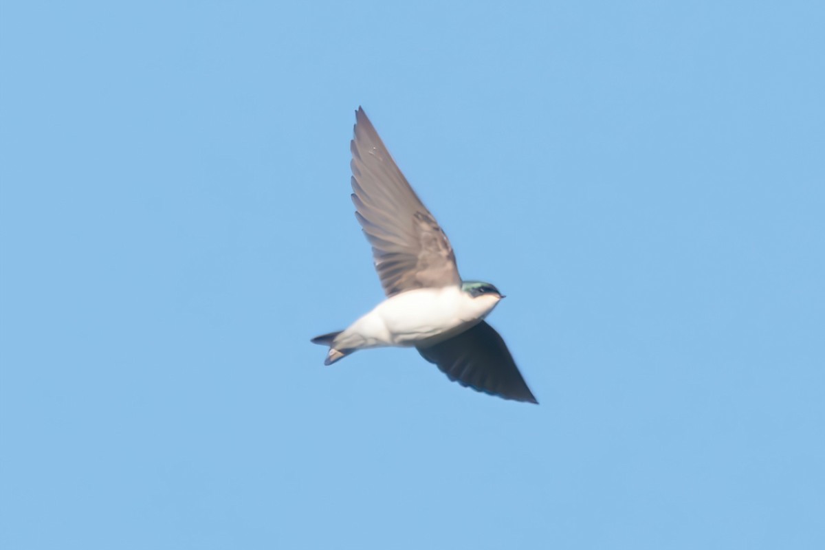 Tree Swallow - ML645470876