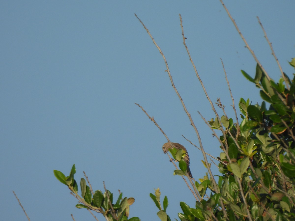 American Goldfinch - ML645470878
