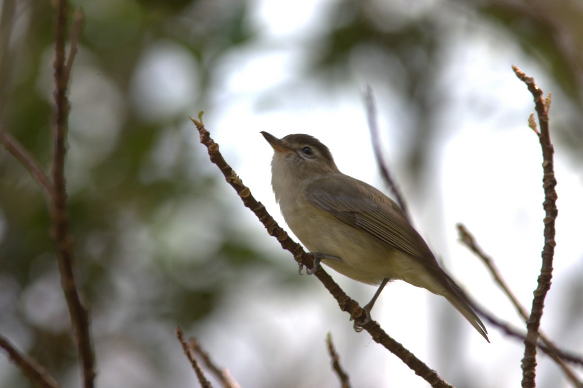Brown-capped Vireo (Northern) - ML645470879