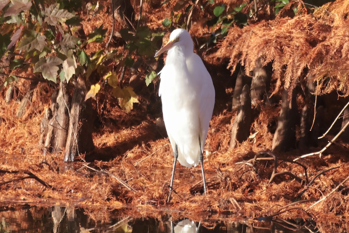 Great Egret - ML645470912