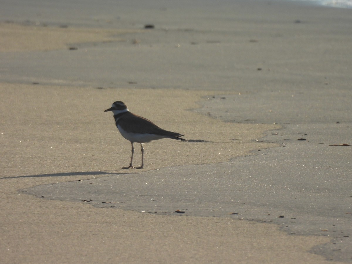 Killdeer - ML645470913