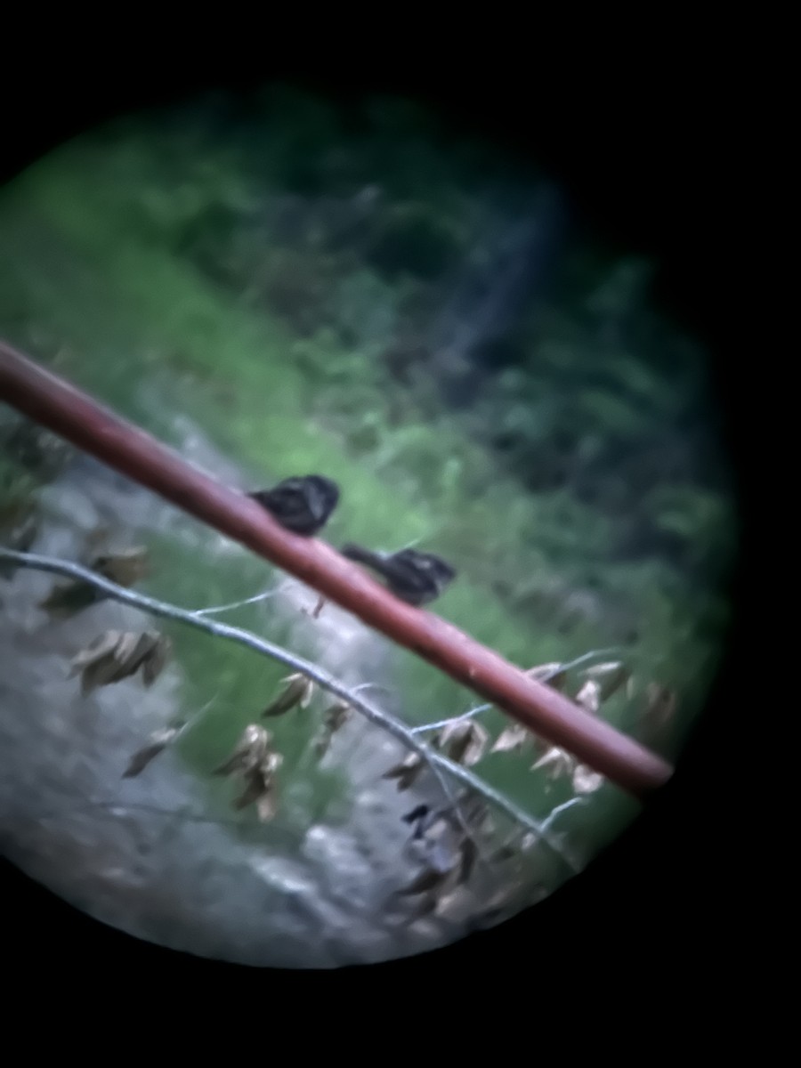 Eastern Whip-poor-will - ML645470923