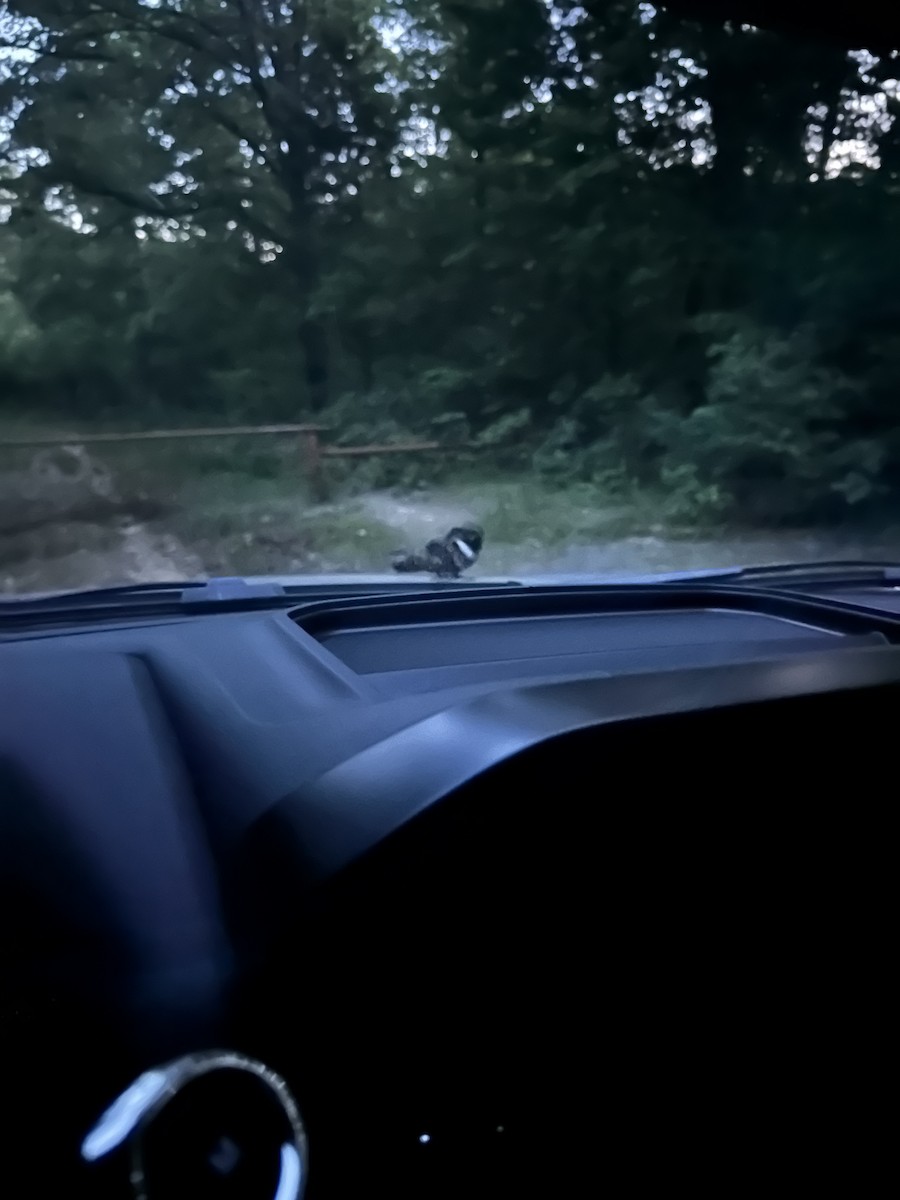 Eastern Whip-poor-will - ML645470924