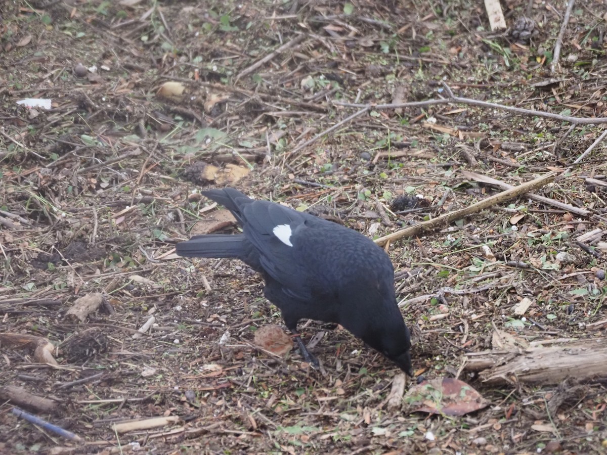 American Crow - ML645470931