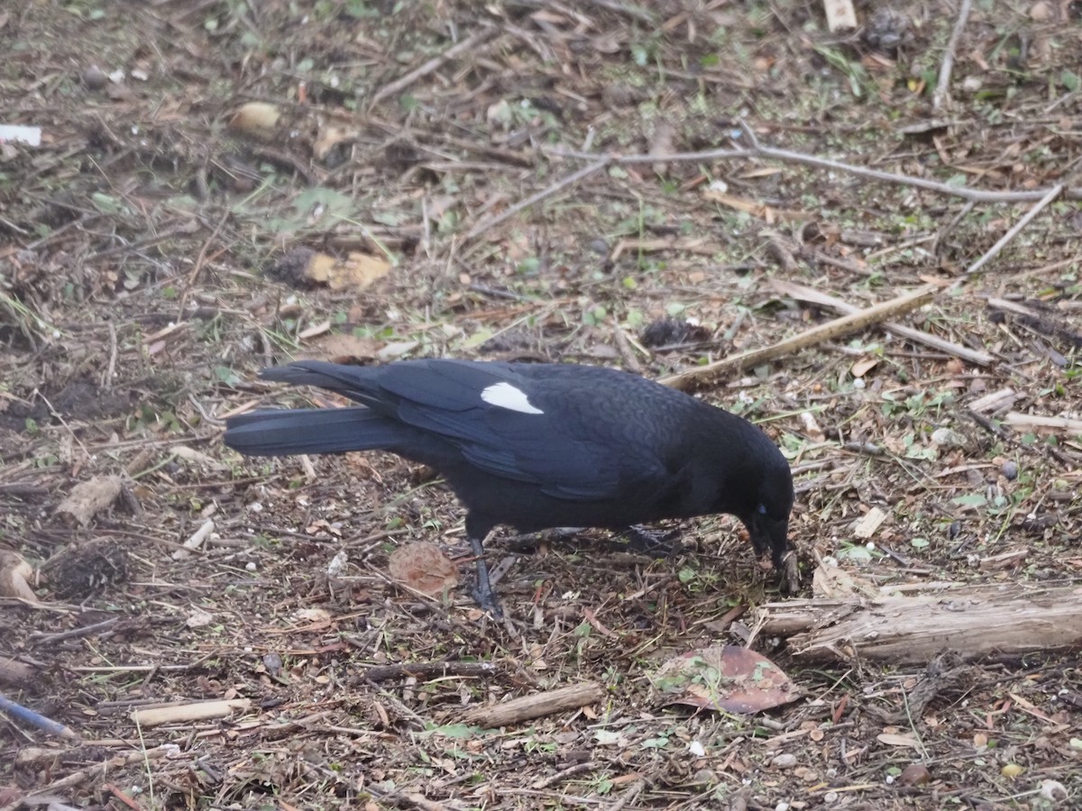 American Crow - ML645470932