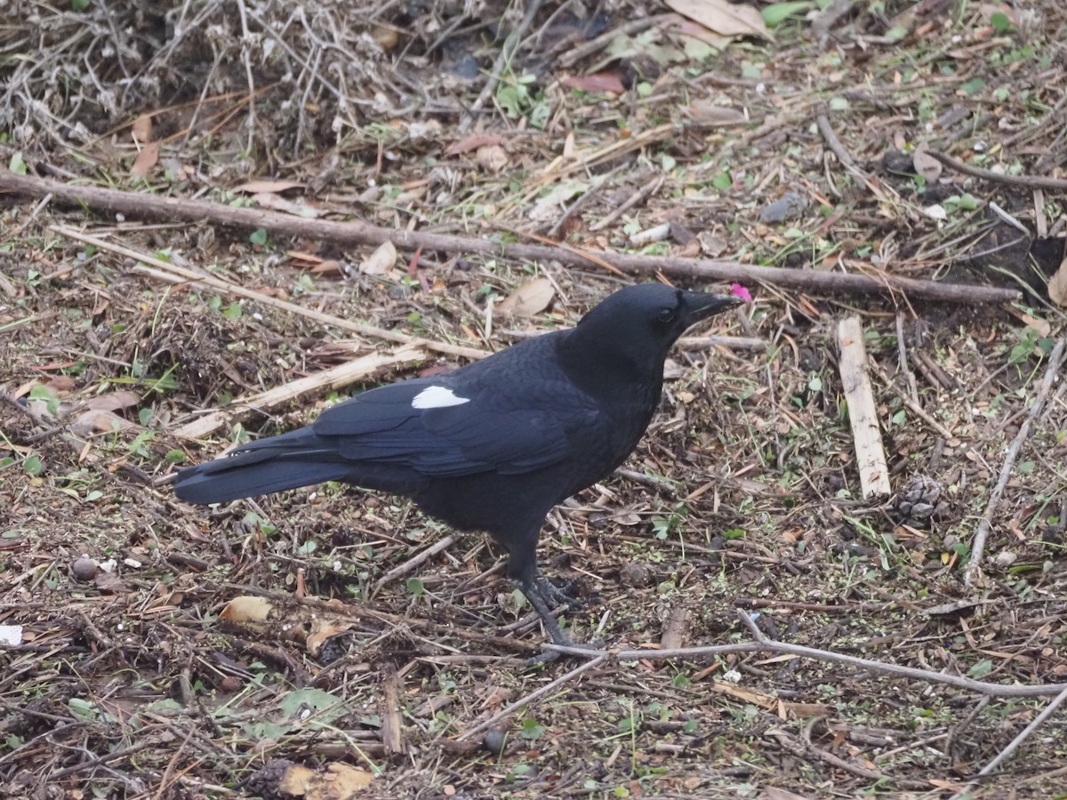 amerikakråke - ML645470933