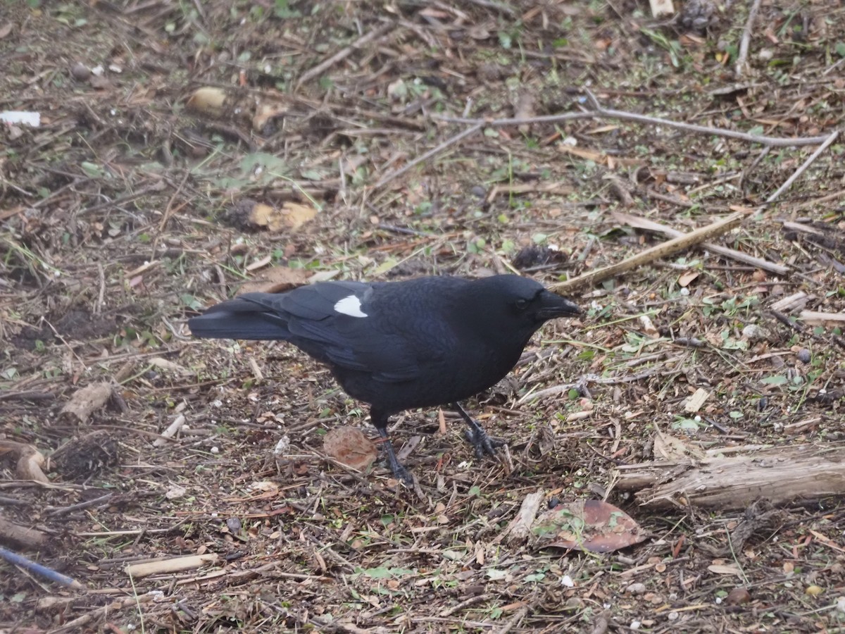 American Crow - ML645470934